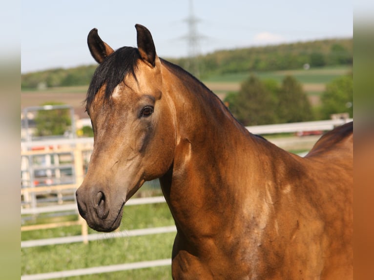 Onelittlestepforluna American Quarter Horse Hengst Buckskin in P&#xF6;ttsching