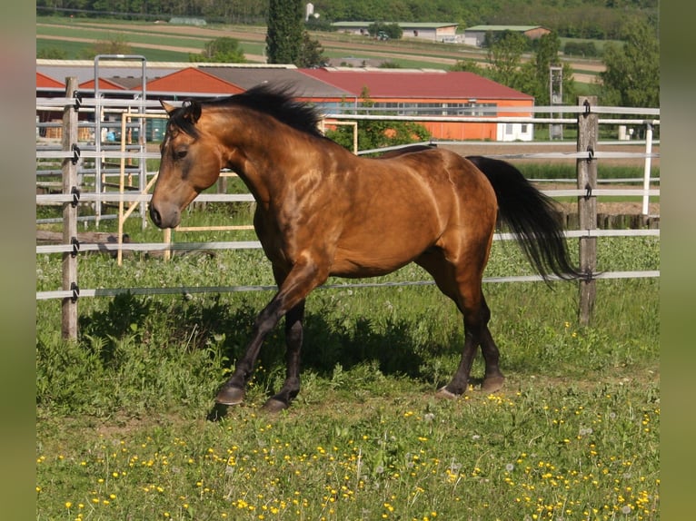 Onelittlestepforluna American Quarter Horse Hengst Buckskin in P&#xF6;ttsching