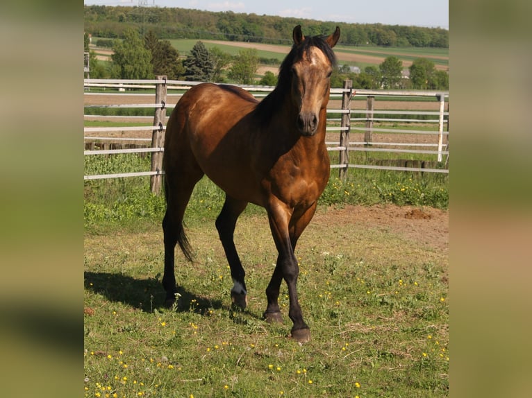 Onelittlestepforluna American Quarter Horse Hengst Buckskin in P&#xF6;ttsching