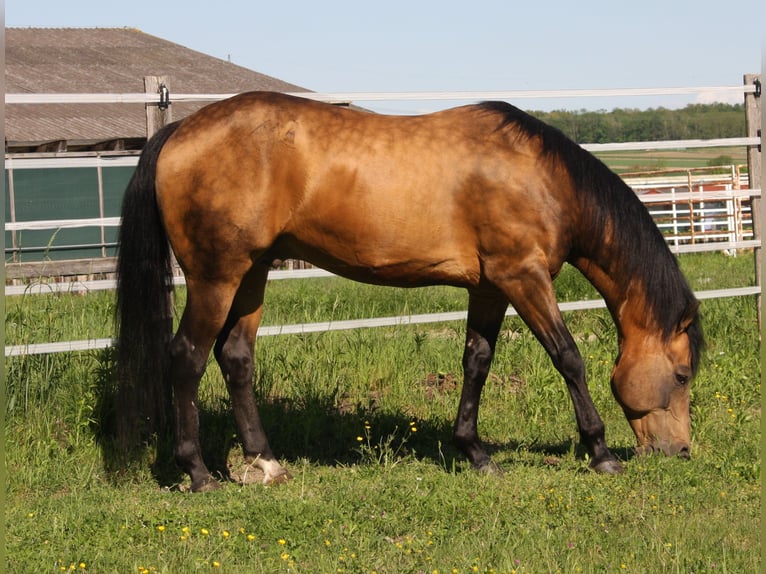 Onelittlestepforluna American Quarter Horse Hengst Buckskin in P&#xF6;ttsching