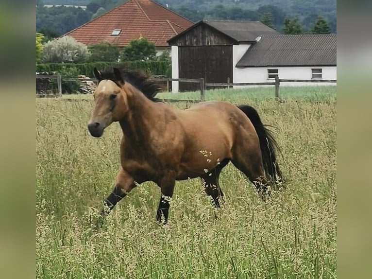 Onelittlestepforluna American Quarter Horse Hengst Buckskin in Pöttsching