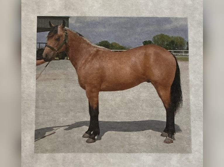 Onelittlestepforluna American Quarter Horse Hengst Buckskin in Pöttsching