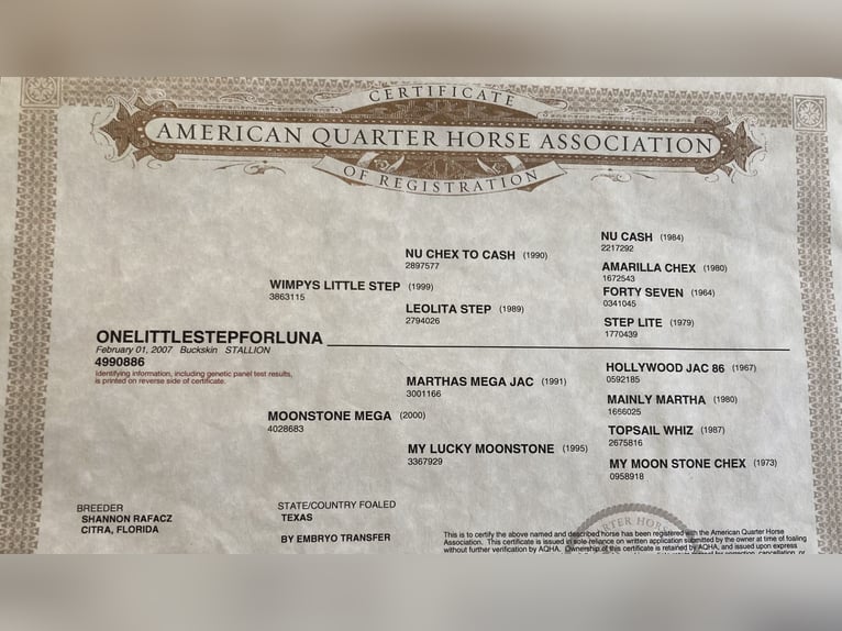 Onelittlestepforluna American Quarter Horse Hengst in P&#xF6;ttsching
