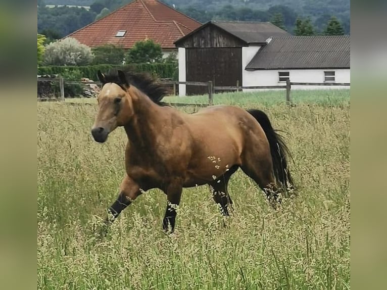 Onelittlestepforluna American Quarter Horse Hengst in P&#xF6;ttsching