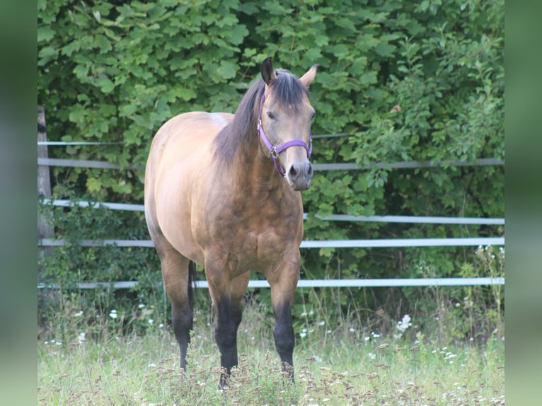 Onelittlestepforluna American Quarter Horse Stallion Buckskin in Pöttsching