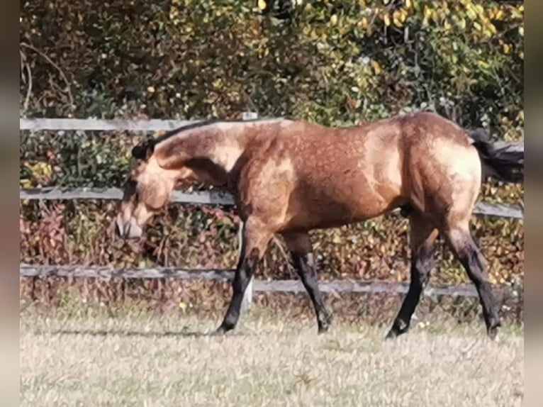 Onelittlestepforluna American Quarter Horse Stallion Buckskin in Pöttsching