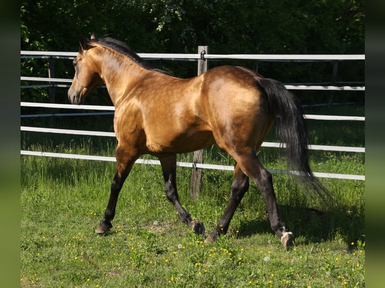 Onelittlestepforluna American Quarter Horse Stallion Buckskin in P&#xF6;ttsching
