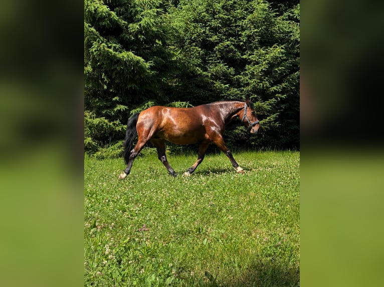 Oost-Bulgaars Warmbloed Merrie 9 Jaar 145 cm Bruin in Castellamonte