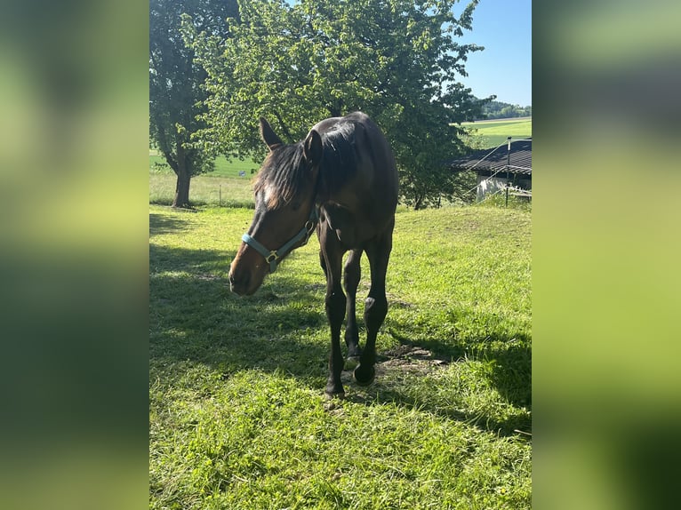 Oost-Bulgaars Warmbloed Ruin 2 Jaar 170 cm Zwartbruin in Suben