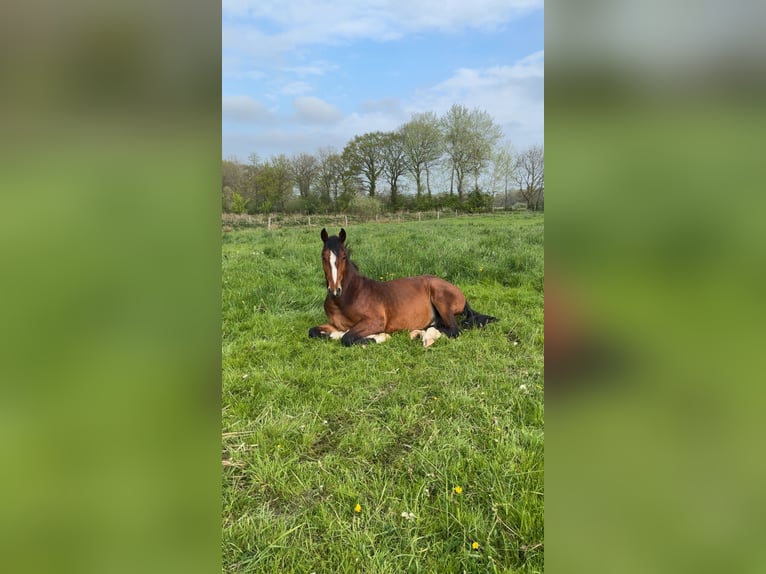 Oost-Fries Hengst 2 Jaar 160 cm Bruin in Jever