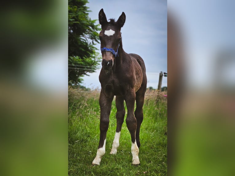 Oost-Fries Hengst 2 Jaar 165 cm Zwart in Dötlingen