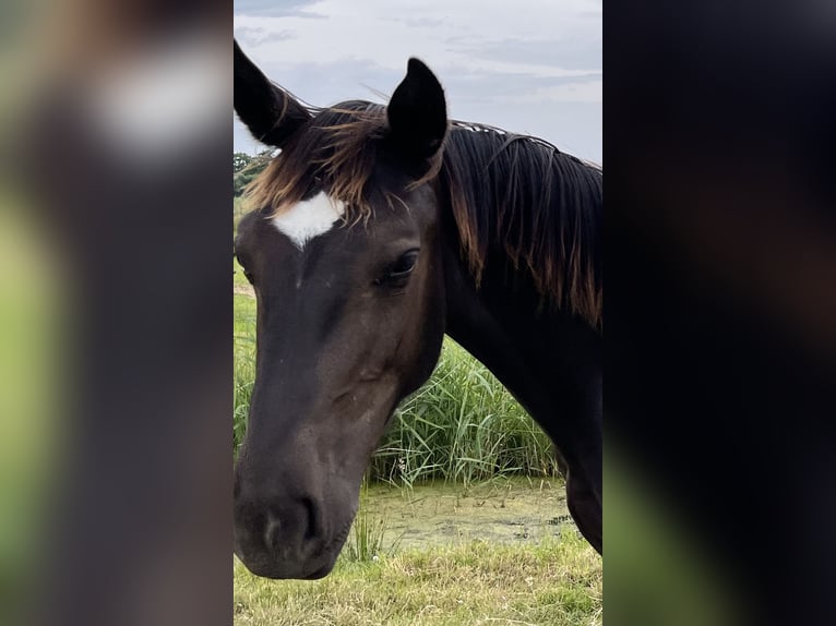 Oost-Fries Hengst 2 Jaar 165 cm Zwart in Dötlingen