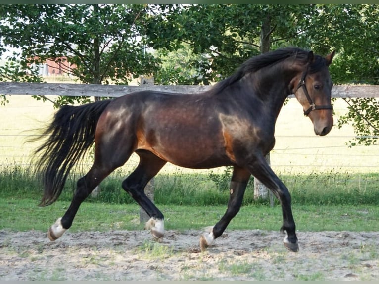Oost-Fries Hengst 4 Jaar 165 cm Bruin in Moormerland