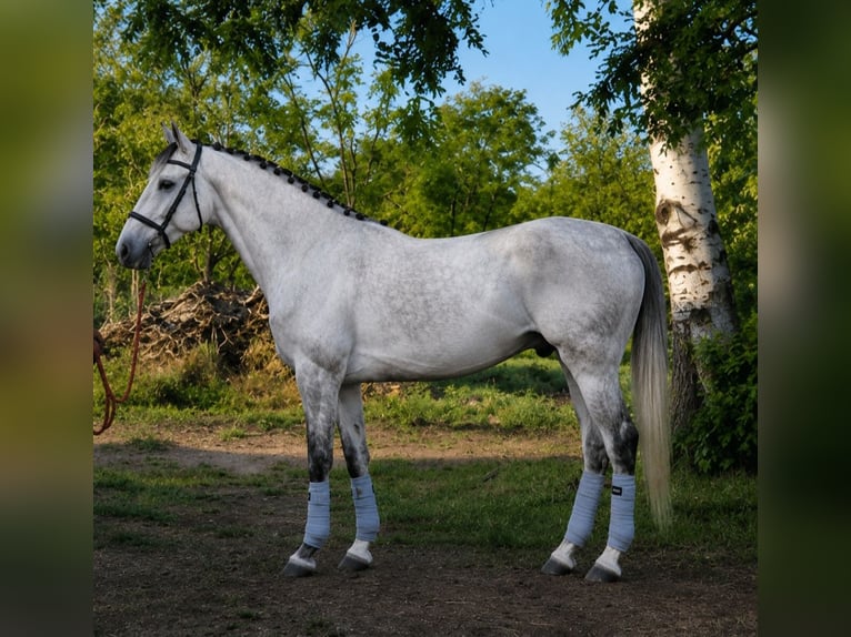 Oost-Fries Hengst 4 Jaar 180 cm Wit in Gádoros