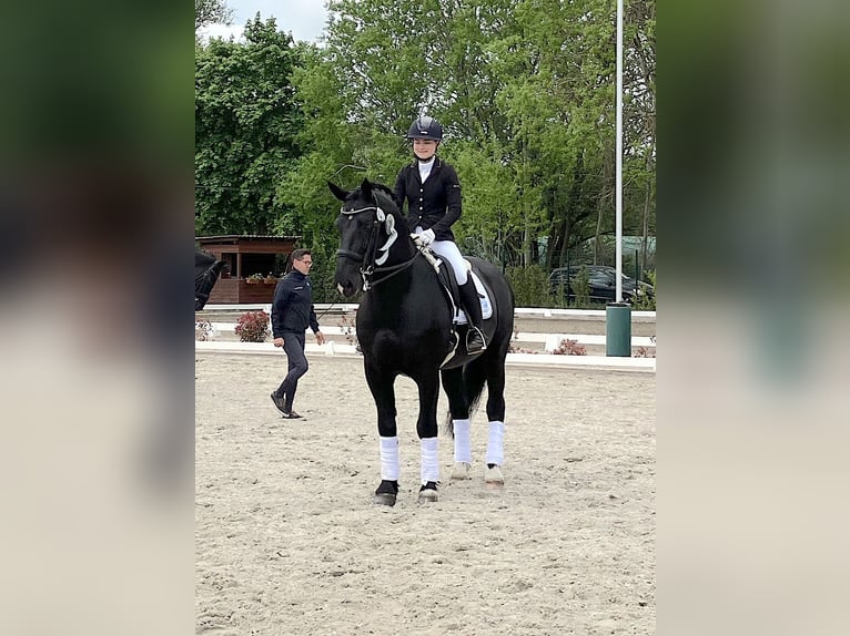 Oost-Fries Hengst Zwart in Mahlow