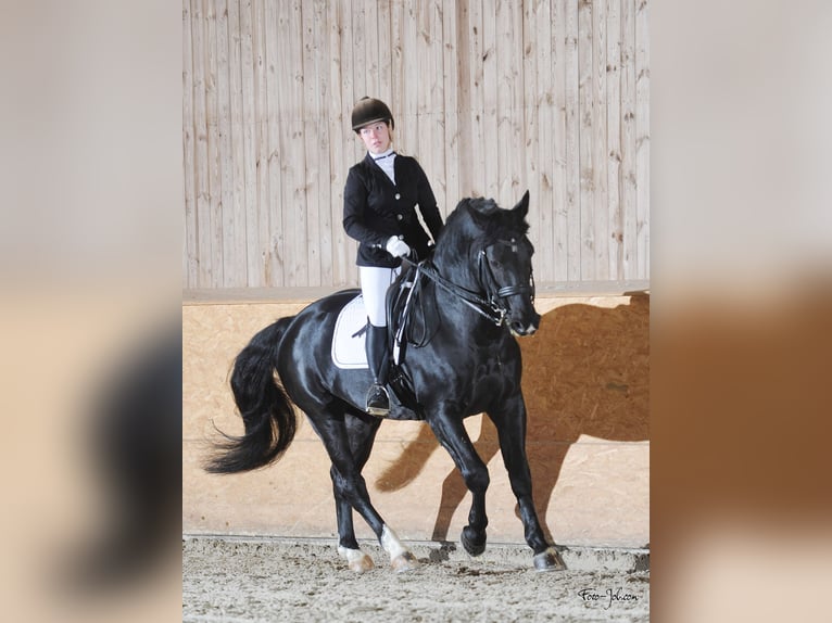 Oost-Fries Hengst Zwart in Mahlow