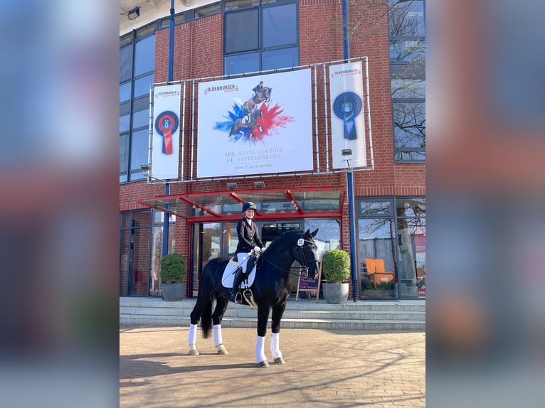 Oost-Fries Hengst Zwart in Mahlow