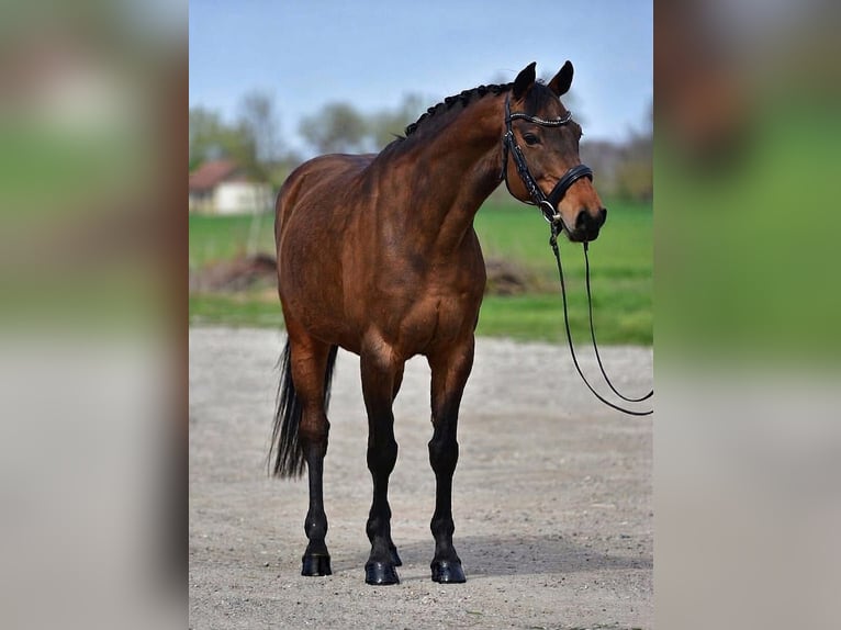Oost-Fries Merrie 10 Jaar 163 cm Bruin in Kecskemét