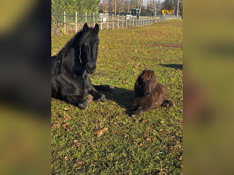 Oost-Fries Merrie 10 Jaar 164 cm Zwartbruin in Bedizzole