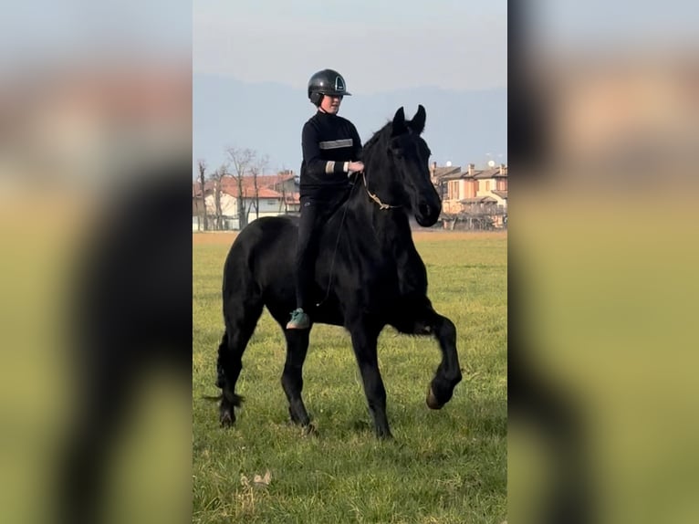 Oost-Fries Merrie 10 Jaar 164 cm Zwartbruin in Bedizzole