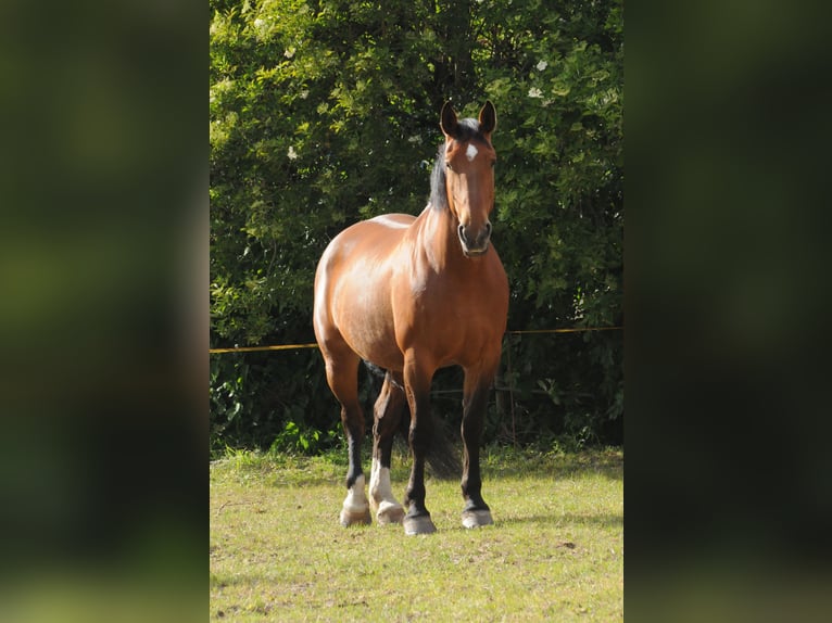 Oost-Fries Merrie 10 Jaar 173 cm Bruin in Ostrhauderfehn