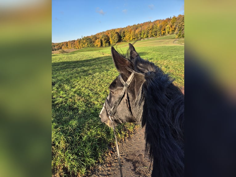 Oost-Fries Merrie 16 Jaar 162 cm Zwart in Rimbach