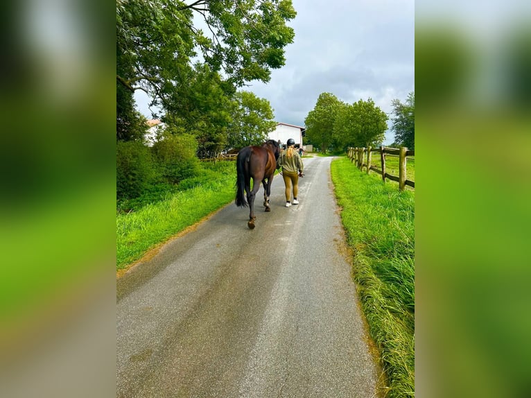 Oost-Fries Merrie 19 Jaar 167 cm Zwartbruin in Witzwort