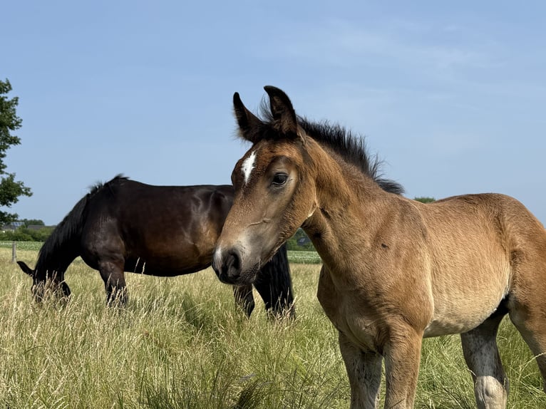 Oost-Fries Merrie 1 Jaar 165 cm Donkerbruin in Dötlingen
