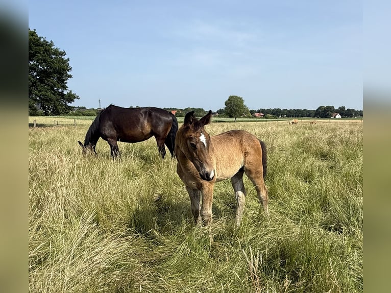 Oost-Fries Merrie 1 Jaar 165 cm Donkerbruin in Dötlingen
