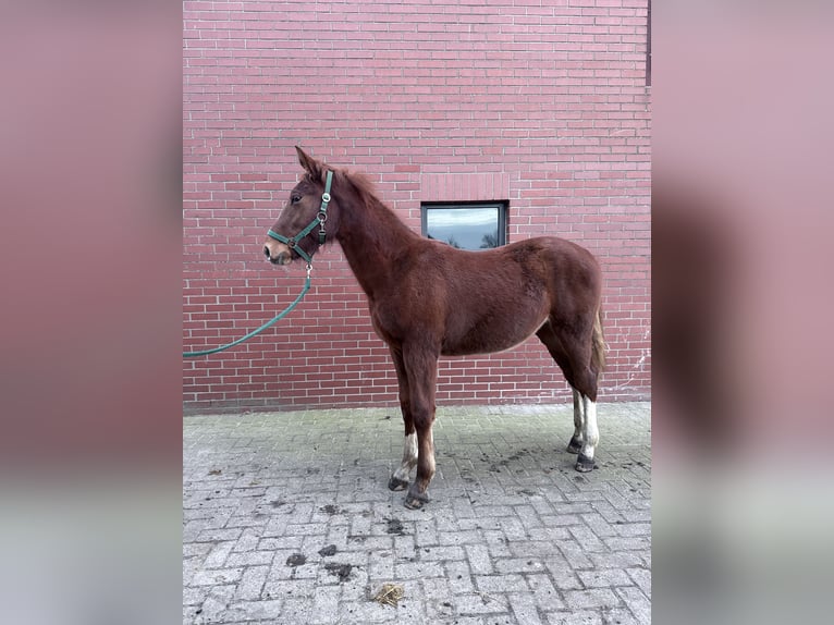 Oost-Fries Merrie 1 Jaar 165 cm Vos in Bad Laer