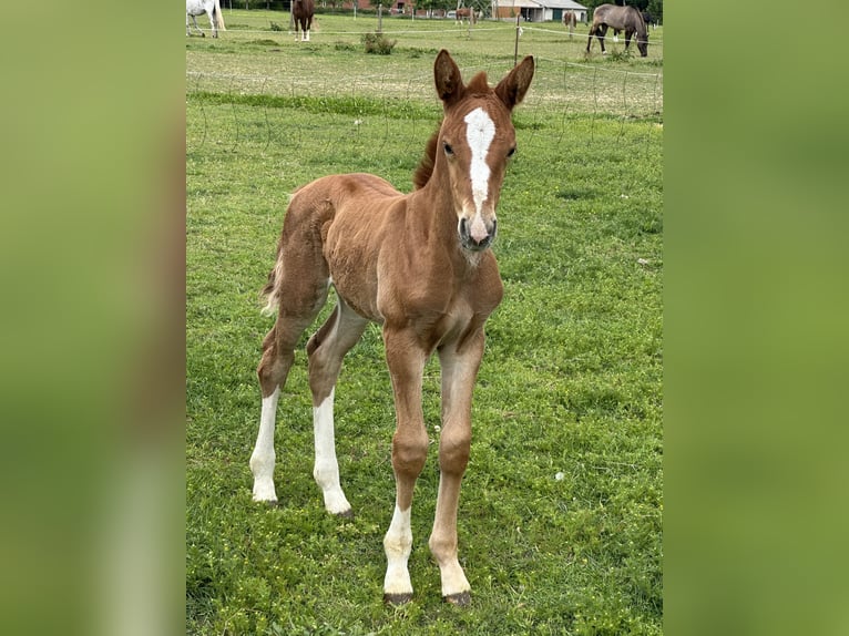 Oost-Fries Merrie 1 Jaar 165 cm Vos in Bad Laer