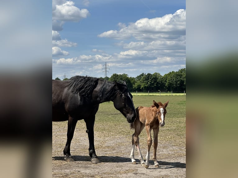 Oost-Fries Merrie 1 Jaar 165 cm Vos in Bad Laer