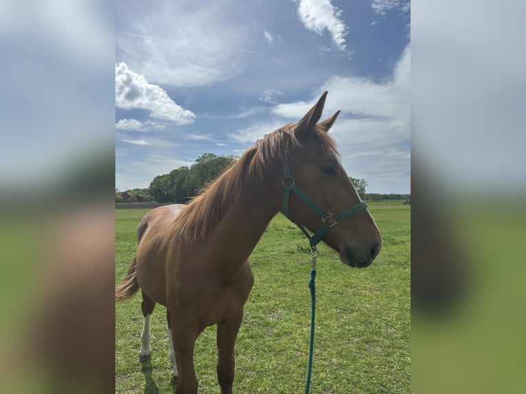 Oost-Fries Merrie 1 Jaar 165 cm Vos in Bad Laer