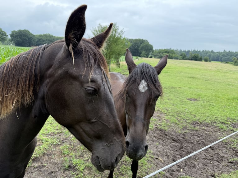 Oost-Fries Merrie 1 Jaar 175 cm Zwart in D&#xF6;tlingen