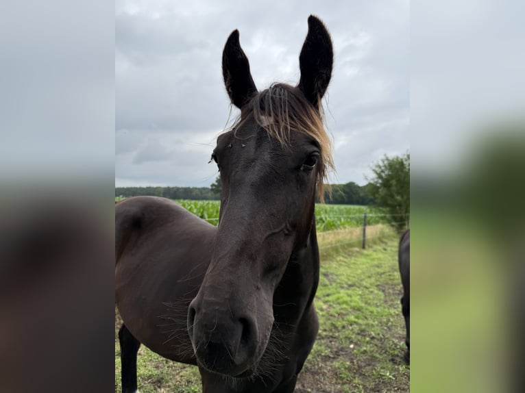 Oost-Fries Merrie 1 Jaar 175 cm Zwart in D&#xF6;tlingen