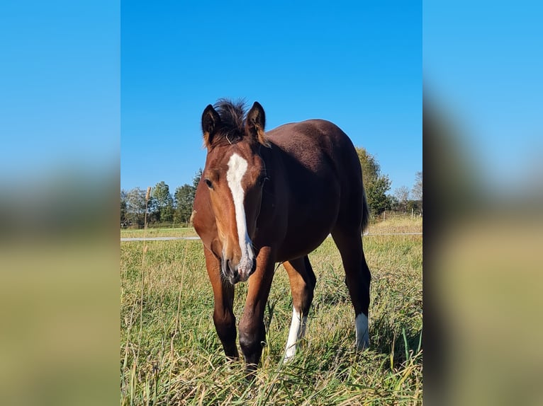 Oost-Fries Merrie 1 Jaar Bruin in Moormerland