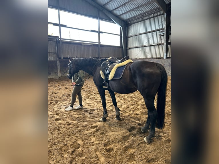 Oost-Fries Merrie 20 Jaar 167 cm Zwartbruin in Witzwort