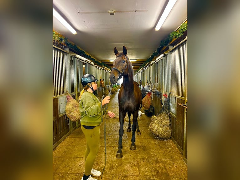 Oost-Fries Merrie 20 Jaar 167 cm Zwartbruin in Witzwort