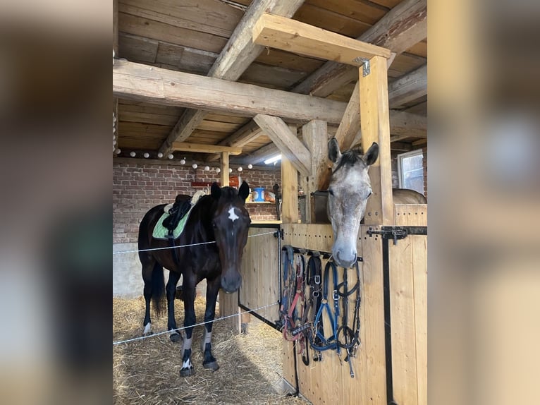 Oost-Fries Merrie 20 Jaar 170 cm Donkerbruin in Chursdorf