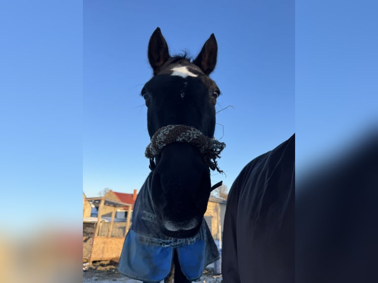 Oost-Fries Merrie 20 Jaar 170 cm Donkerbruin in Chursdorf