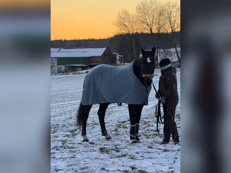 Oost-Fries Merrie 20 Jaar 170 cm Donkerbruin in Chursdorf