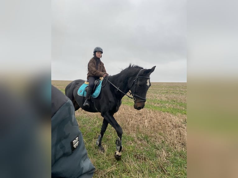 Oost-Fries Merrie 20 Jaar 170 cm Donkerbruin in Chursdorf
