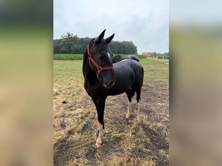 Oost-Fries Merrie 2 Jaar 165 cm Zwart in Emsbüren