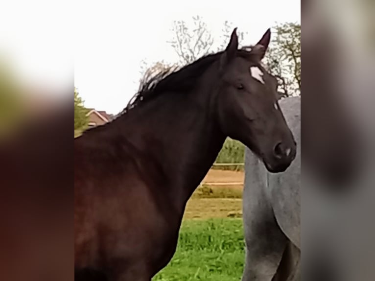 Oost-Fries Merrie 2 Jaar 165 cm Zwartbruin in Neukamperfehn