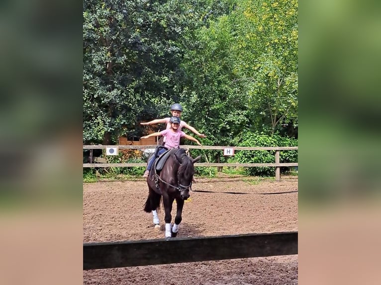 Oost-Fries Merrie 2 Jaar 167 cm Zwart in Dötlingen