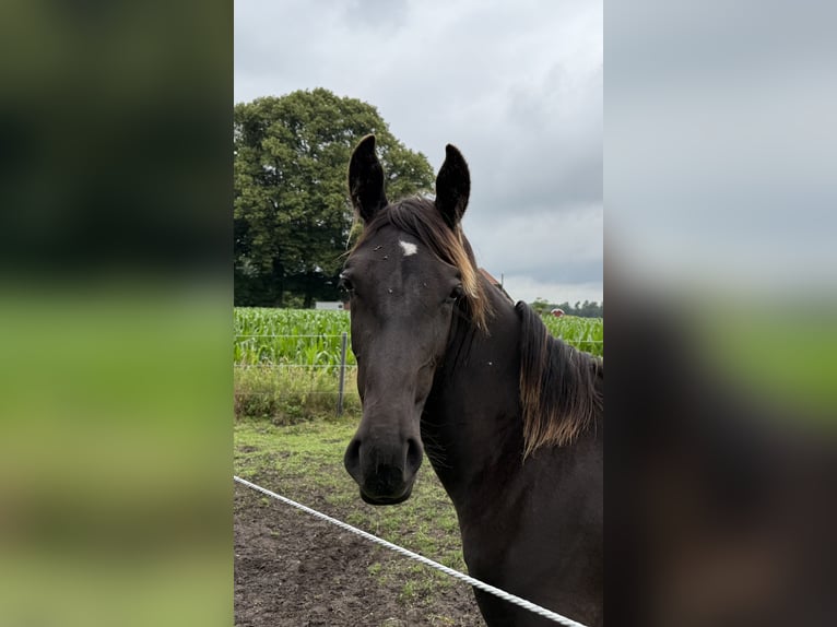 Oost-Fries Merrie 2 Jaar 175 cm Zwart in Dötlingen