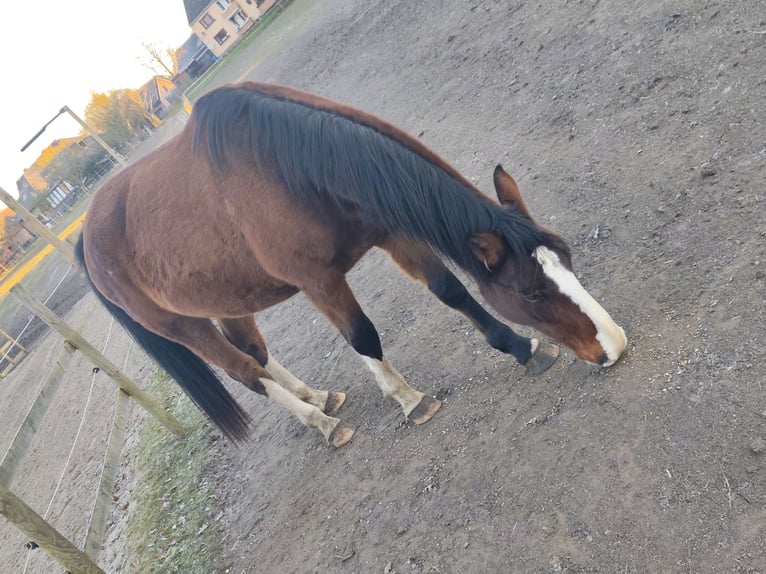 Oost-Fries Merrie 4 Jaar 163 cm Bruin in Verden (Aller)
