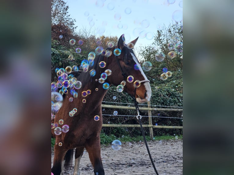 Oost-Fries Merrie 4 Jaar 163 cm Bruin in Verden (Aller)