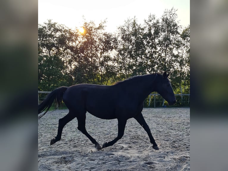 Oost-Fries Merrie 4 Jaar 164 cm Zwart in Moormerland