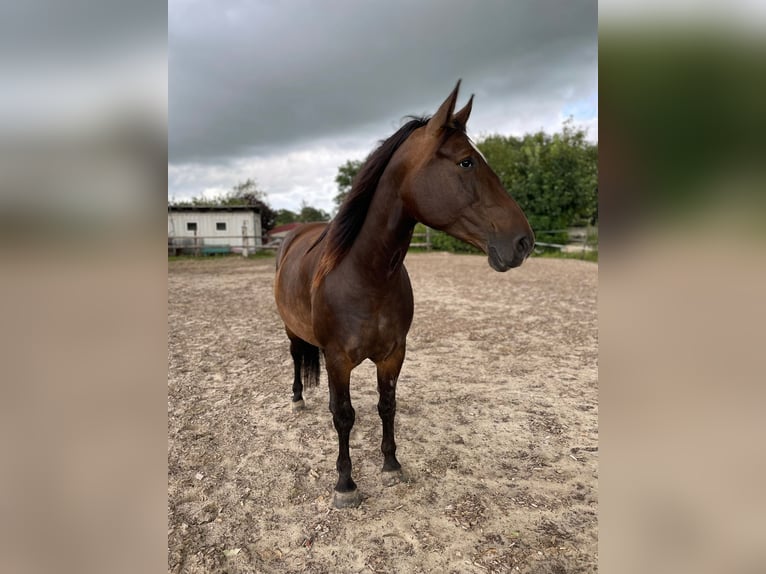 Oost-Fries Merrie 5 Jaar 155 cm Donkerbruin in Rhede